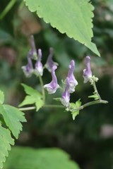 Aconitum alboviolaceum