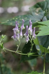 Aconitum alboviolaceum
