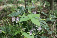 Aconitum alboviolaceum