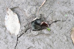 Moschus moschiferus