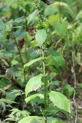 Lactuca triangulata