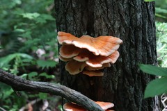 Laetiporus cremeiporus