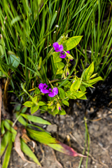 Polygala amatymbica