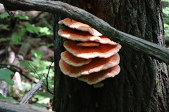 Laetiporus cremeiporus