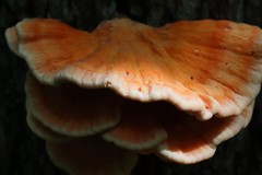 Laetiporus cremeiporus