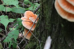 Laetiporus cremeiporus