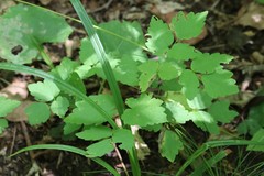 Thalictrum tuberiferum