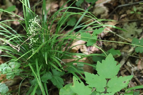 Thalictrum tuberiferum, photograph 1