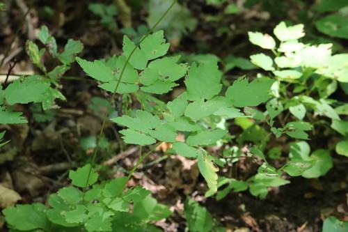 Thalictrum tuberiferum, photograph 3