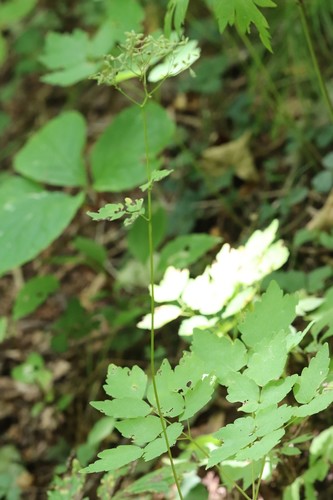 Thalictrum tuberiferum, photograph 2