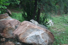 Funambulus pennantii