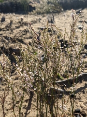 Polygonella articulata