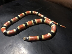 Sonora palarostris