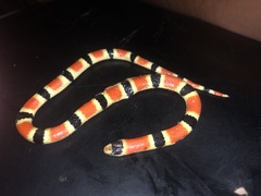 Sonora palarostris