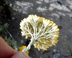 Helichrysum rutilans