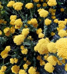 Helichrysum rutilans