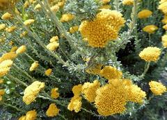Helichrysum rutilans