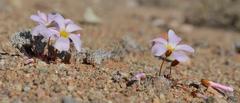Oxalis psammophila