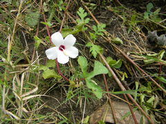 Abelmoschus ficulneus