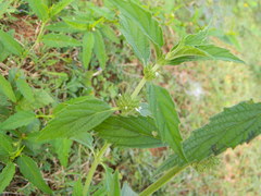 Leucas martinicensis