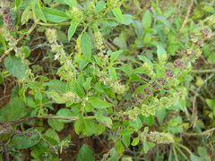 Ocimum americanum