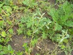 Phyllanthus maderaspatensis