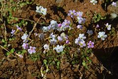 Oxalis inconspicua