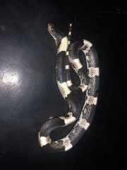 Rhinocheilus antonii