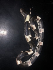 Rhinocheilus antonii