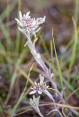 Leontopodium ochroleucum