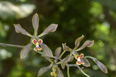 Encyclia diota