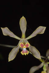 Encyclia diota