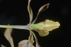 Encyclia diota