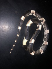 Rhinocheilus antonii