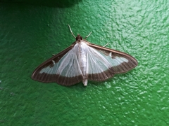 Cydalima perspectalis