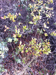 Vaccinium dentatum