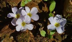 Oxalis sonderiana