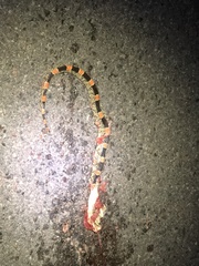 Rhinocheilus antonii