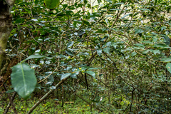 Tricalysia capensis