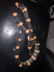 Rhinocheilus antonii