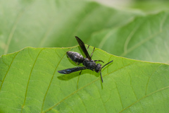 Allorhynchium chinense