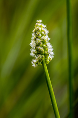 Triglochin milnei