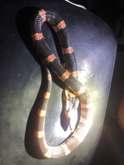 Rhinocheilus antonii