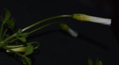 Oxalis campylorrhiza