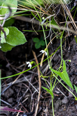 Trochomeria sagittata