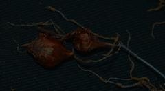 Oxalis campylorrhiza