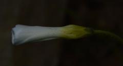Oxalis campylorrhiza