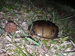 Kinosternon subrubrum subrubrum