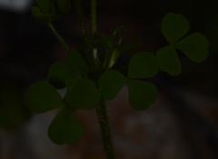 Oxalis campylorrhiza