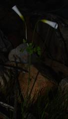 Oxalis campylorrhiza